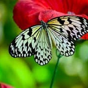 Meet your Posher, Lynette